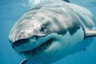 A Shark Encounter near Santorini