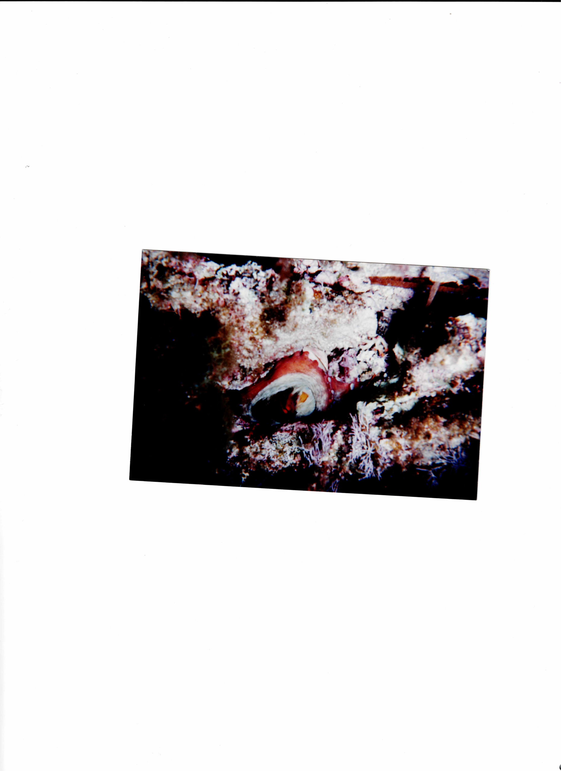 Octopus in its den near Taccio Vecchio on the northern coast of Lampedusa